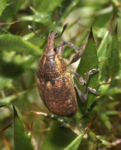Réf. 235 255 : Larinus pollinis